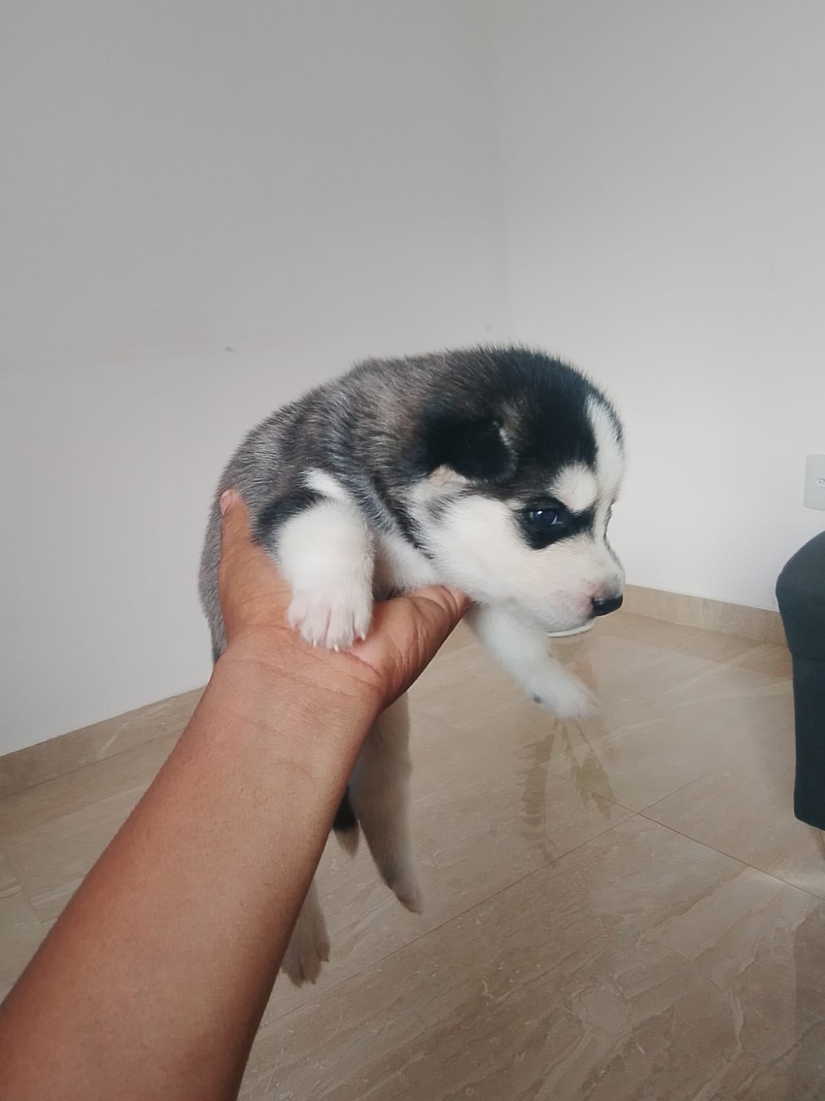 Vende-se filhotes de  husky siberiano  - Foto 1
