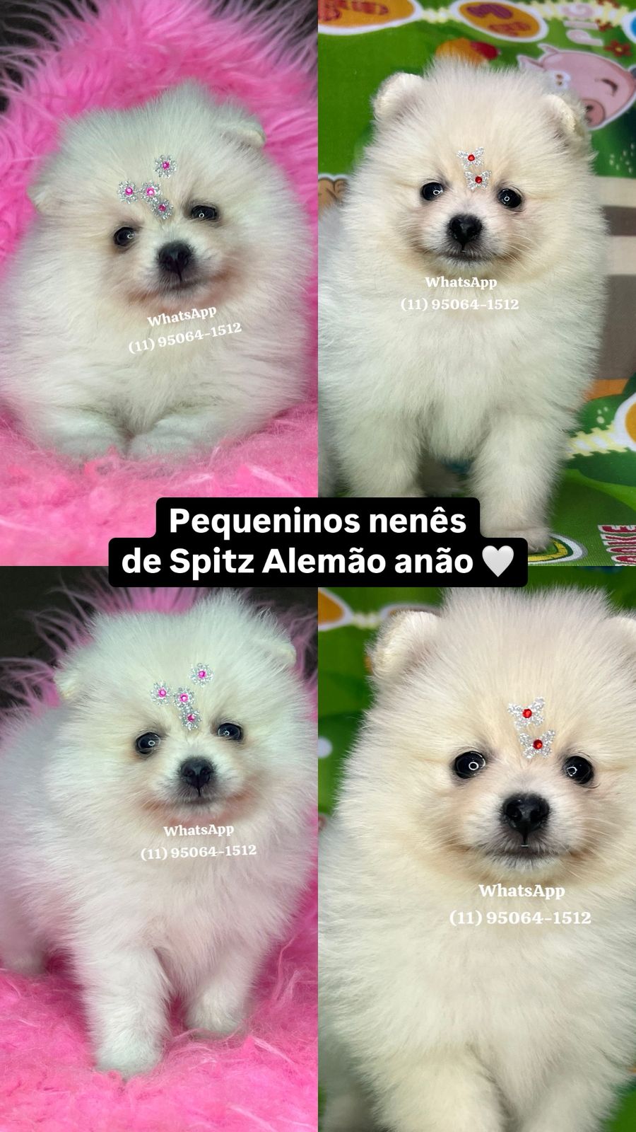 Portal Vendocão Lulu da Pomerania spitz alemão  Osasco 