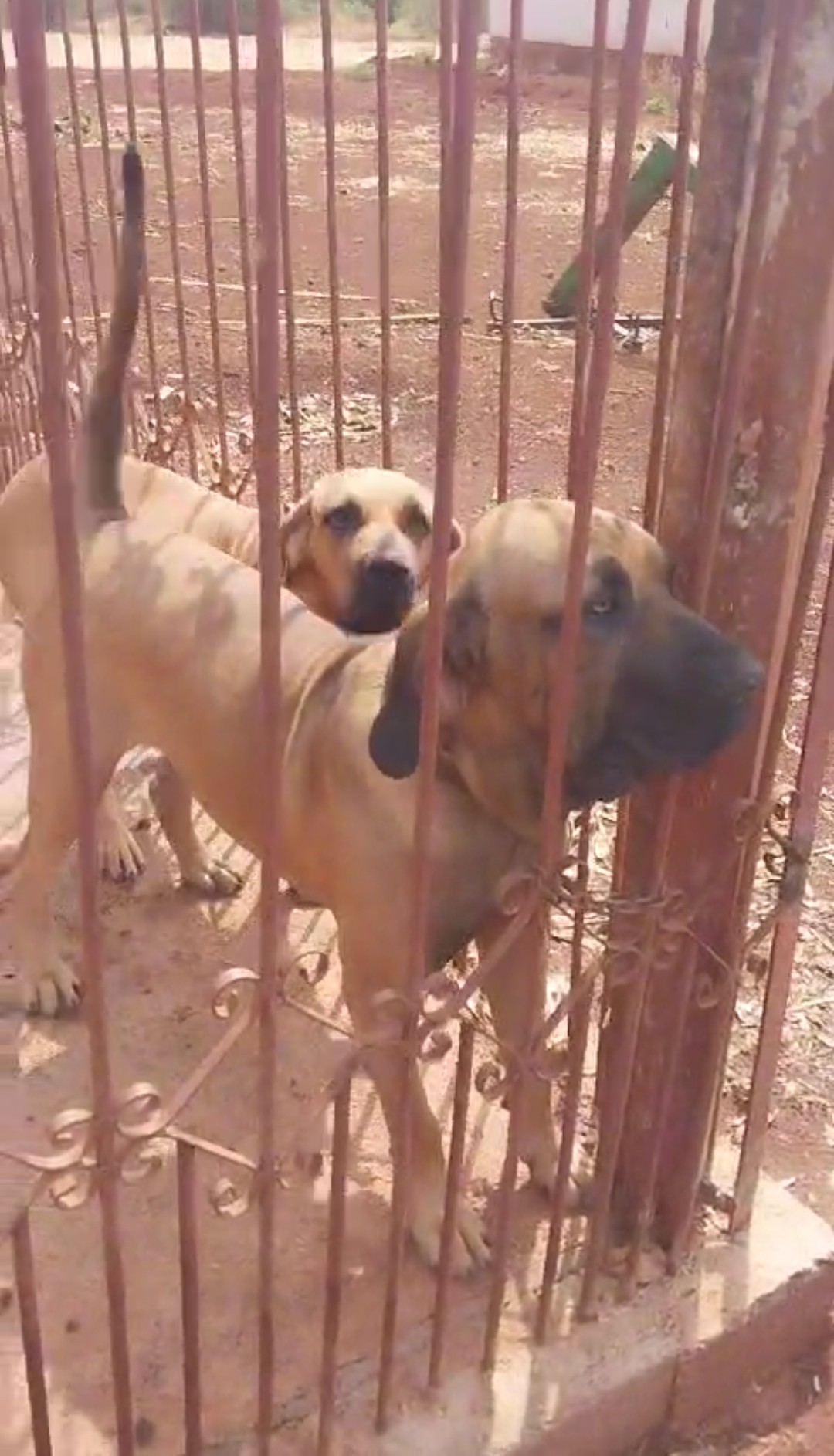 Filhotes de Fila Brasileiro  - Foto 1