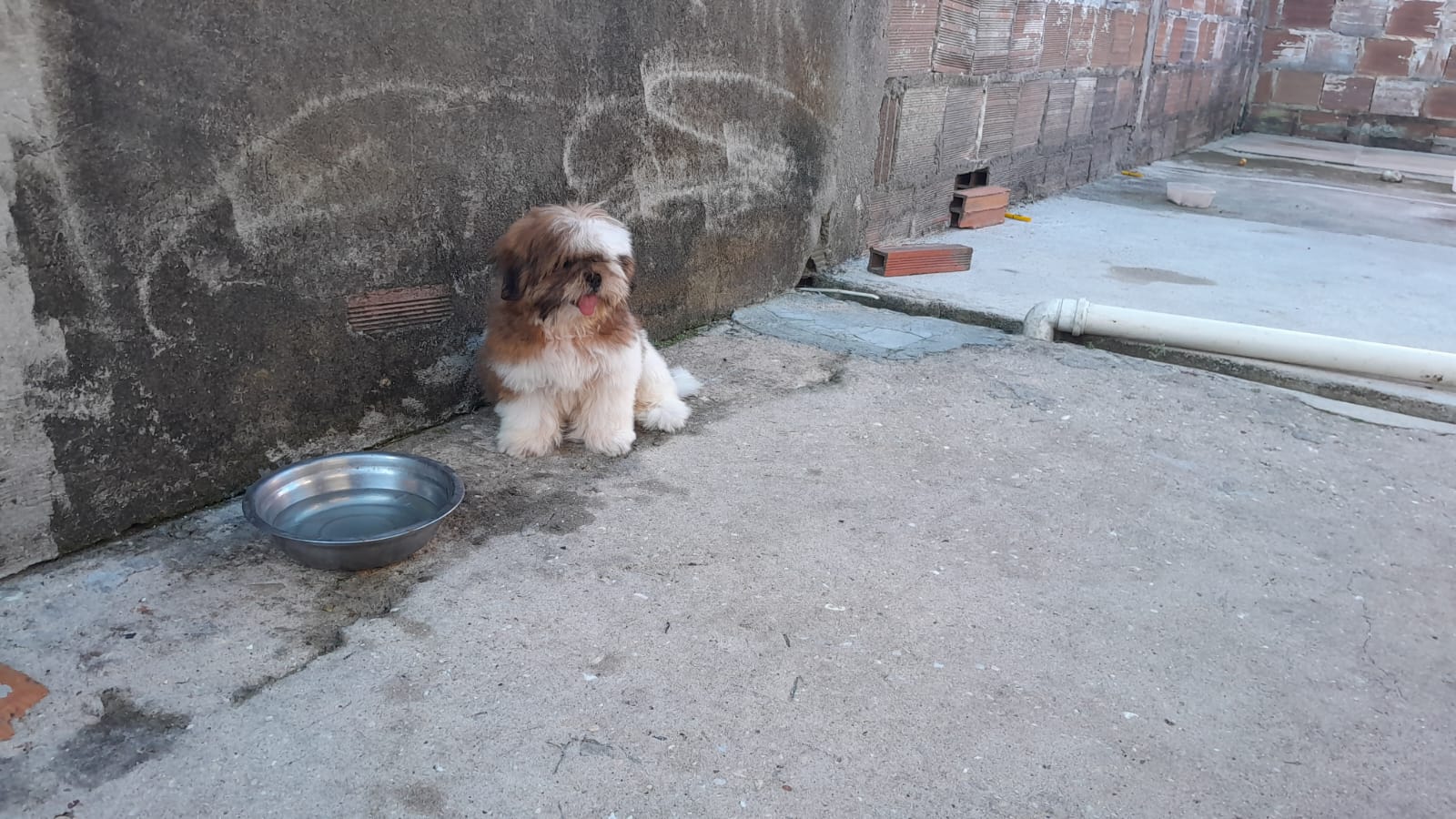 Portal Vendocão Venda de shihtzu  São Cristóvão