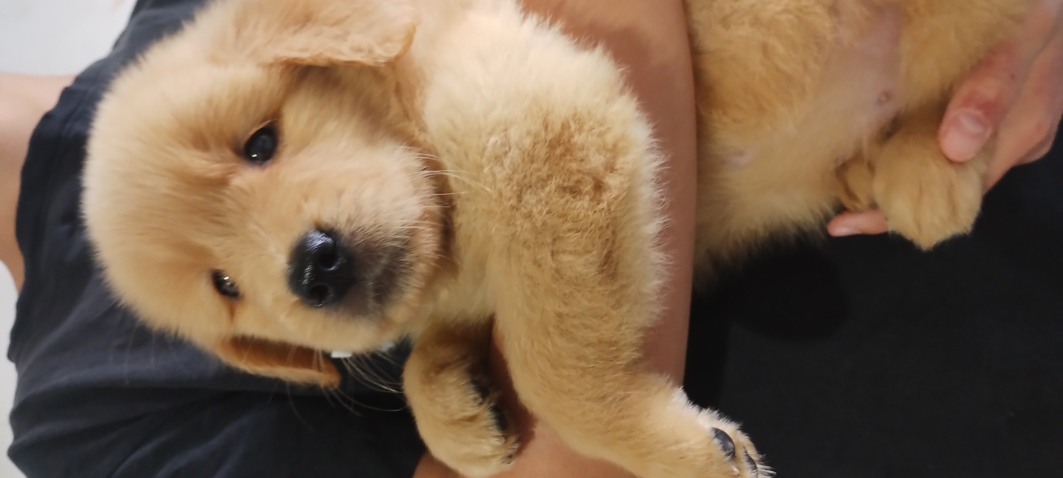 Portal Vendocão Golden retriever filhotes  Rio de Janeiro 