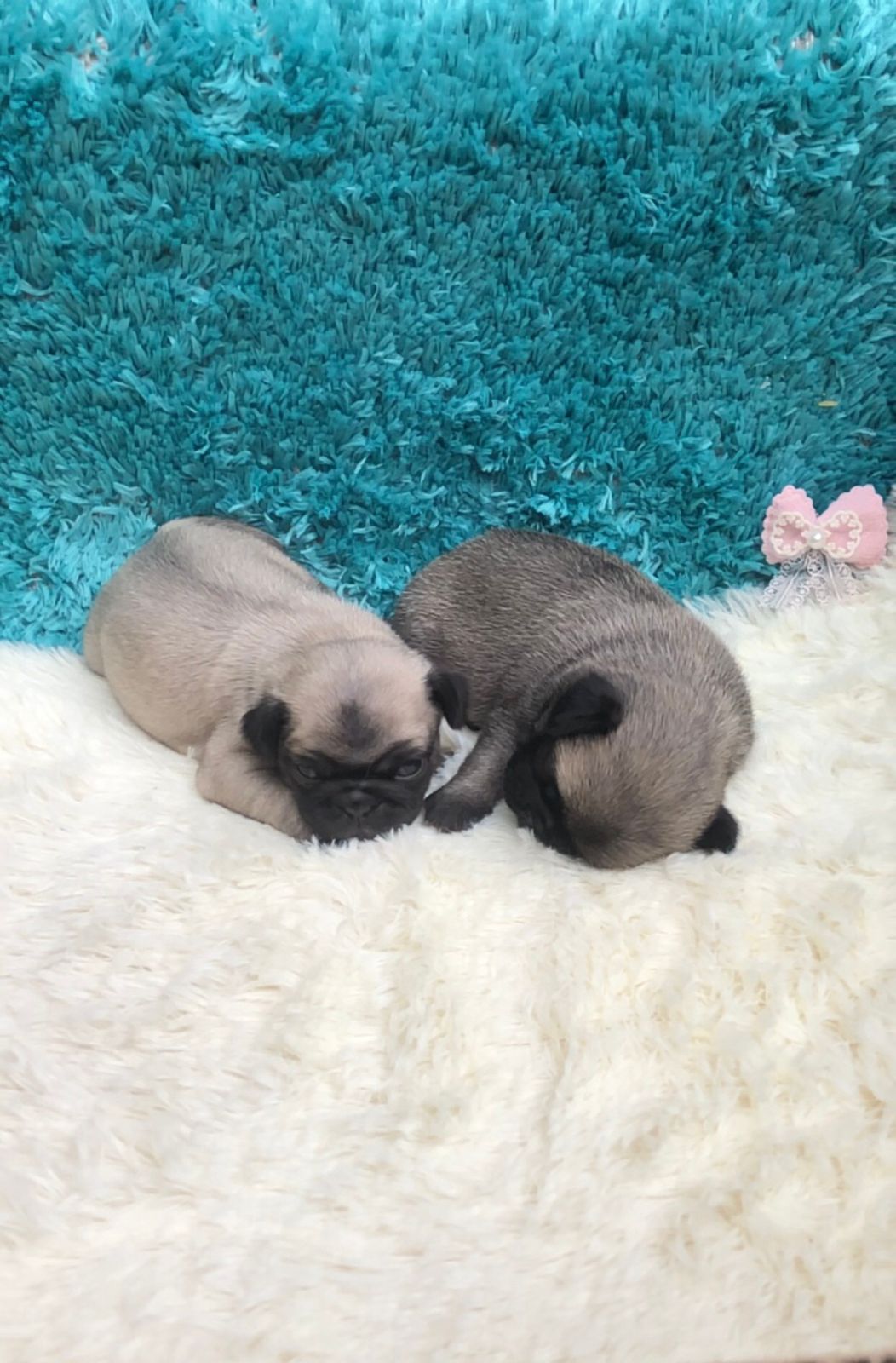 Portal Vendocão Filhotes de Pug Porto Alegre