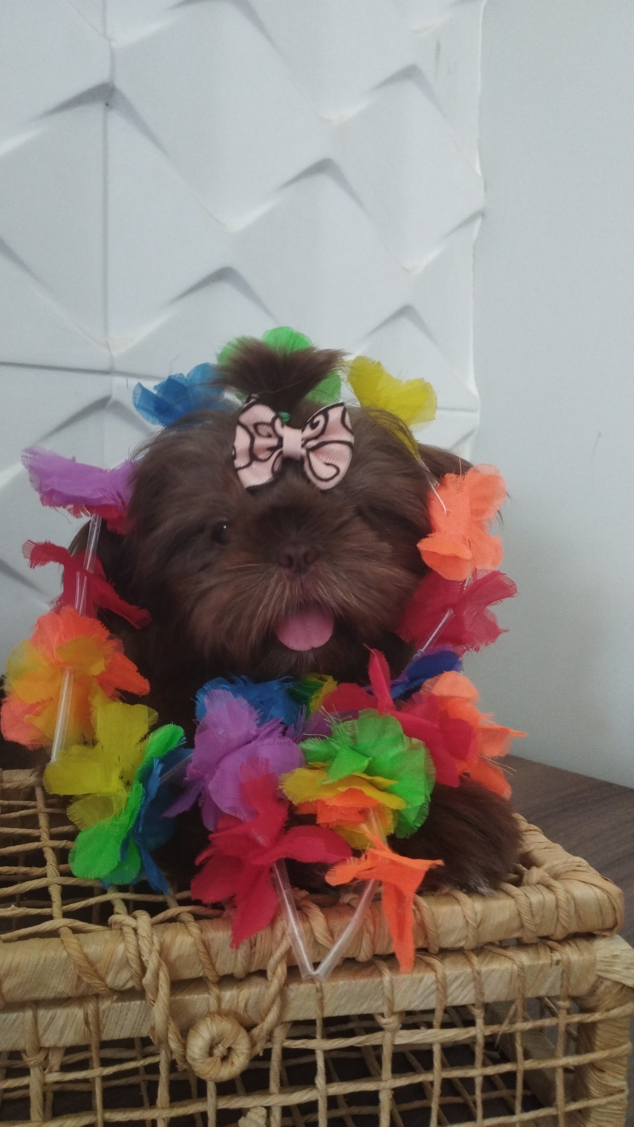 Portal Vendocão Filhotes Shihtzu fêmeas chocolate  Lavras