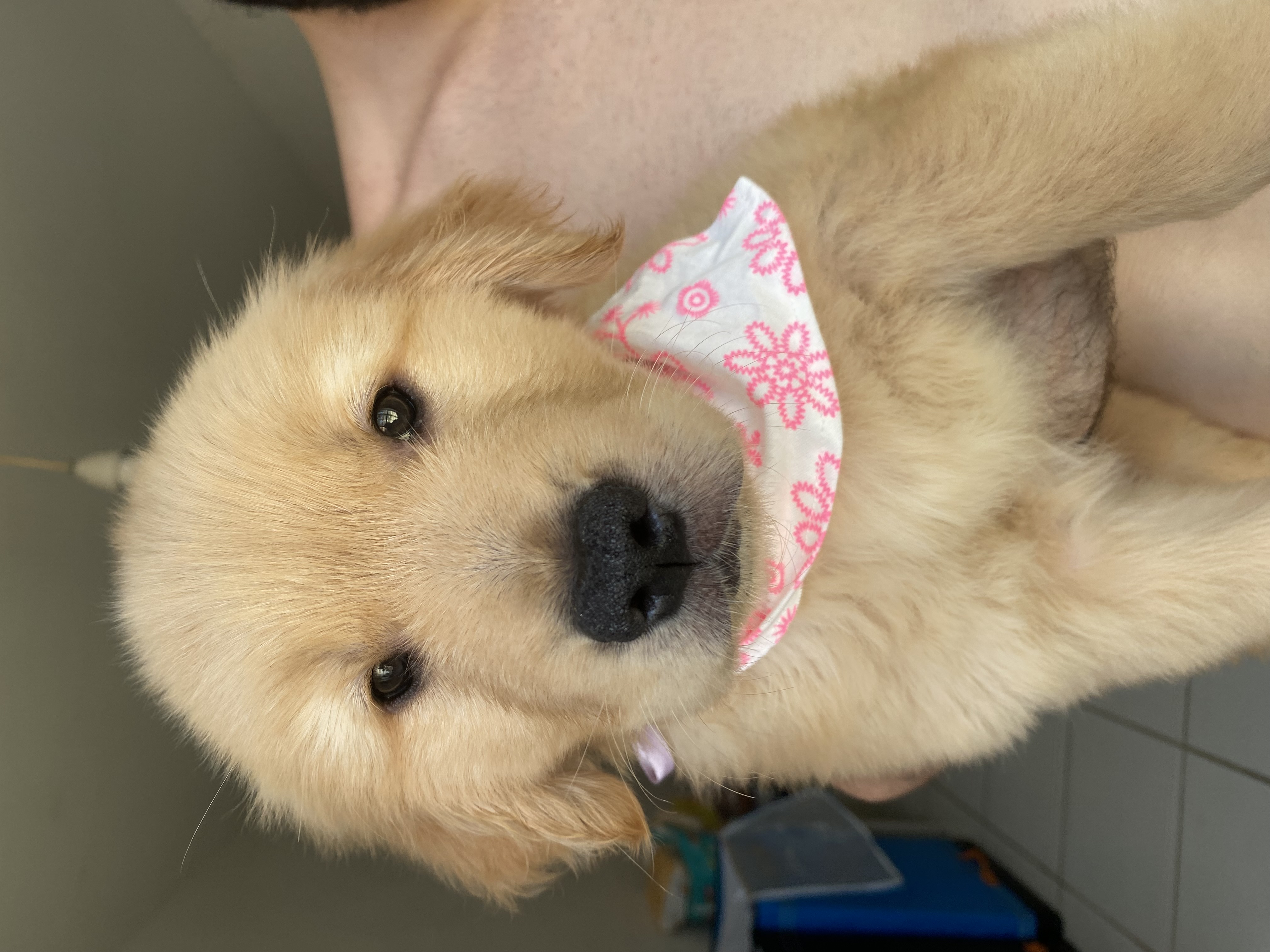 FILHOTES GOLDEN RETRIEVER - Foto 3