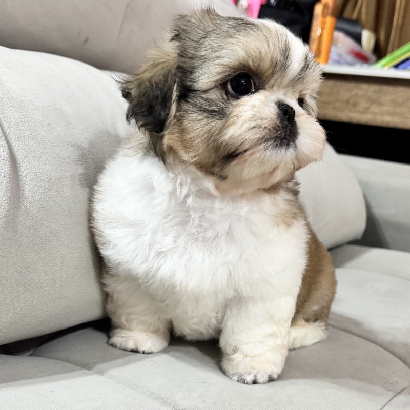 Filhotes shihtzu