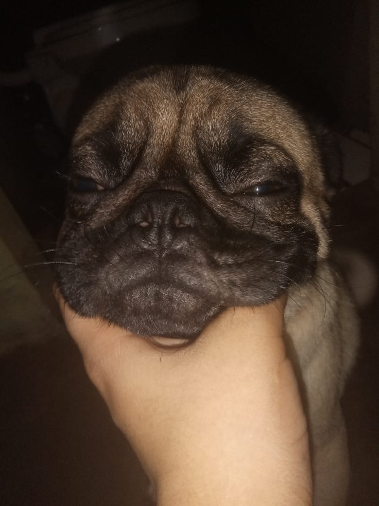 Portal Vendocão Vendo este cãozinho Santarém 