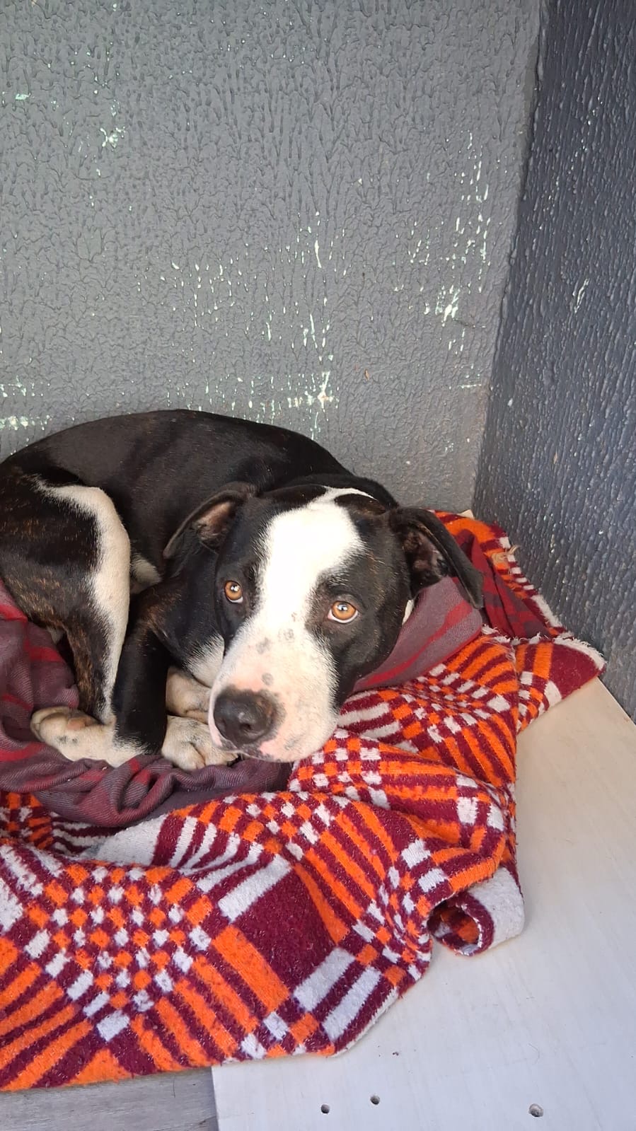 Portal Vendocão Filhote de Pitbull  Guarulhos 