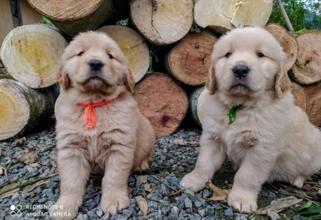 Golden Retriever com Pedigree e Microchip  - Foto 1
