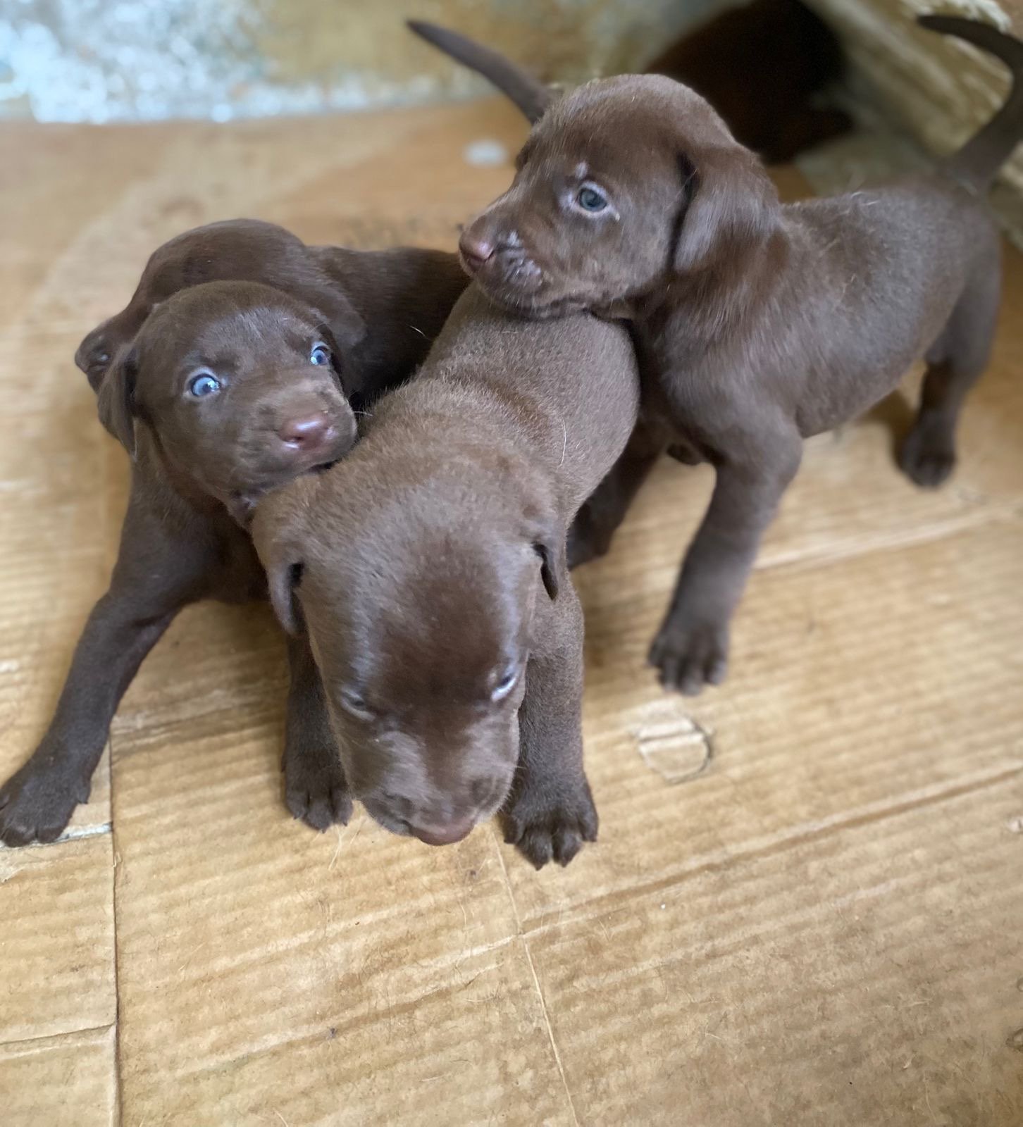 Filhote doberman com labrador 
