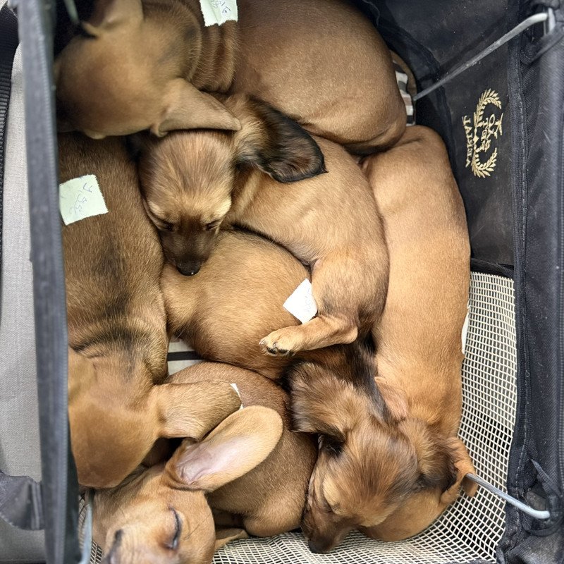 Filhotes de Dachshund (Salsichinha) – Lindos e muito carinhosos!