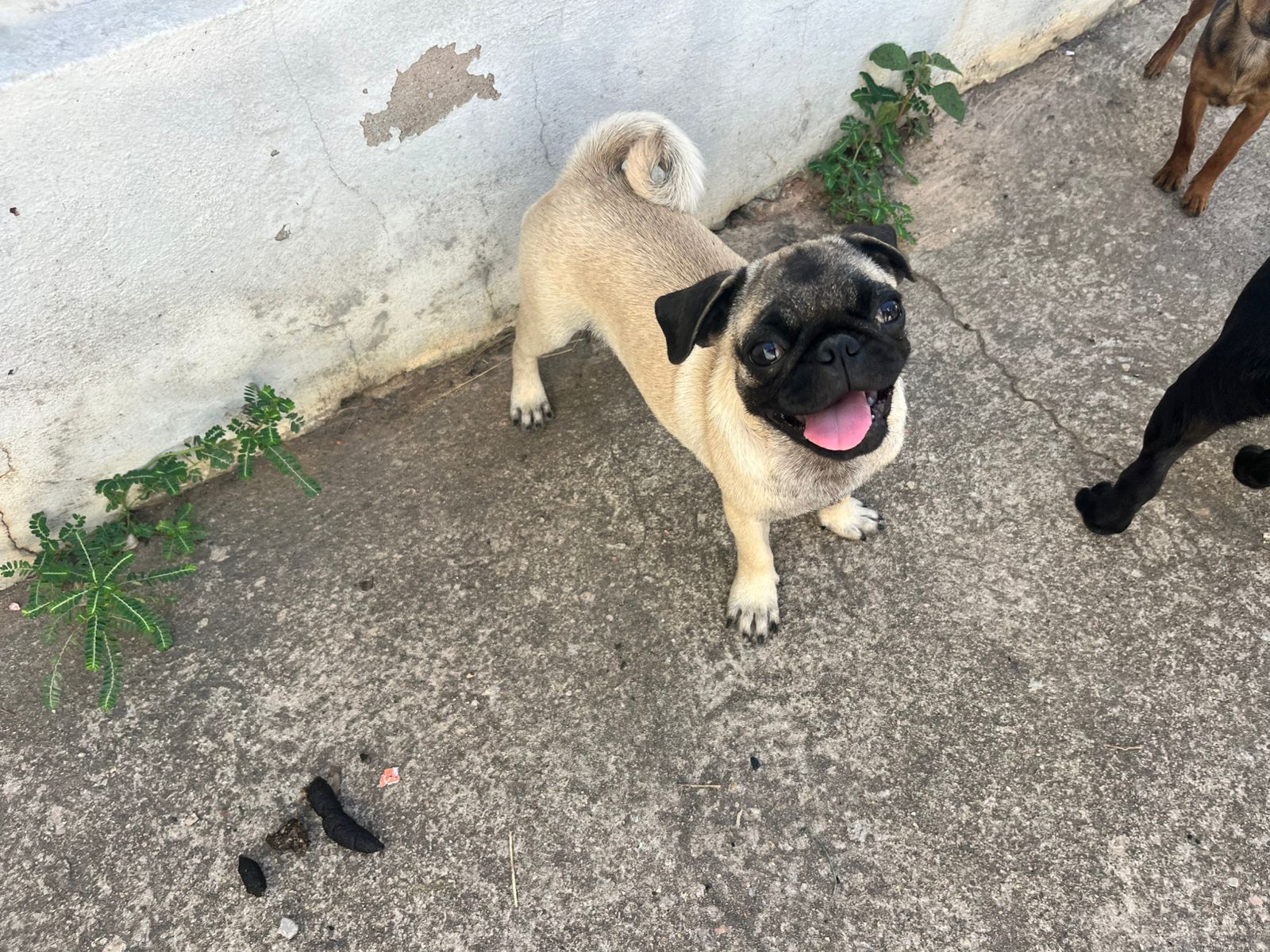 CASAL DE PUG - Foto 3
