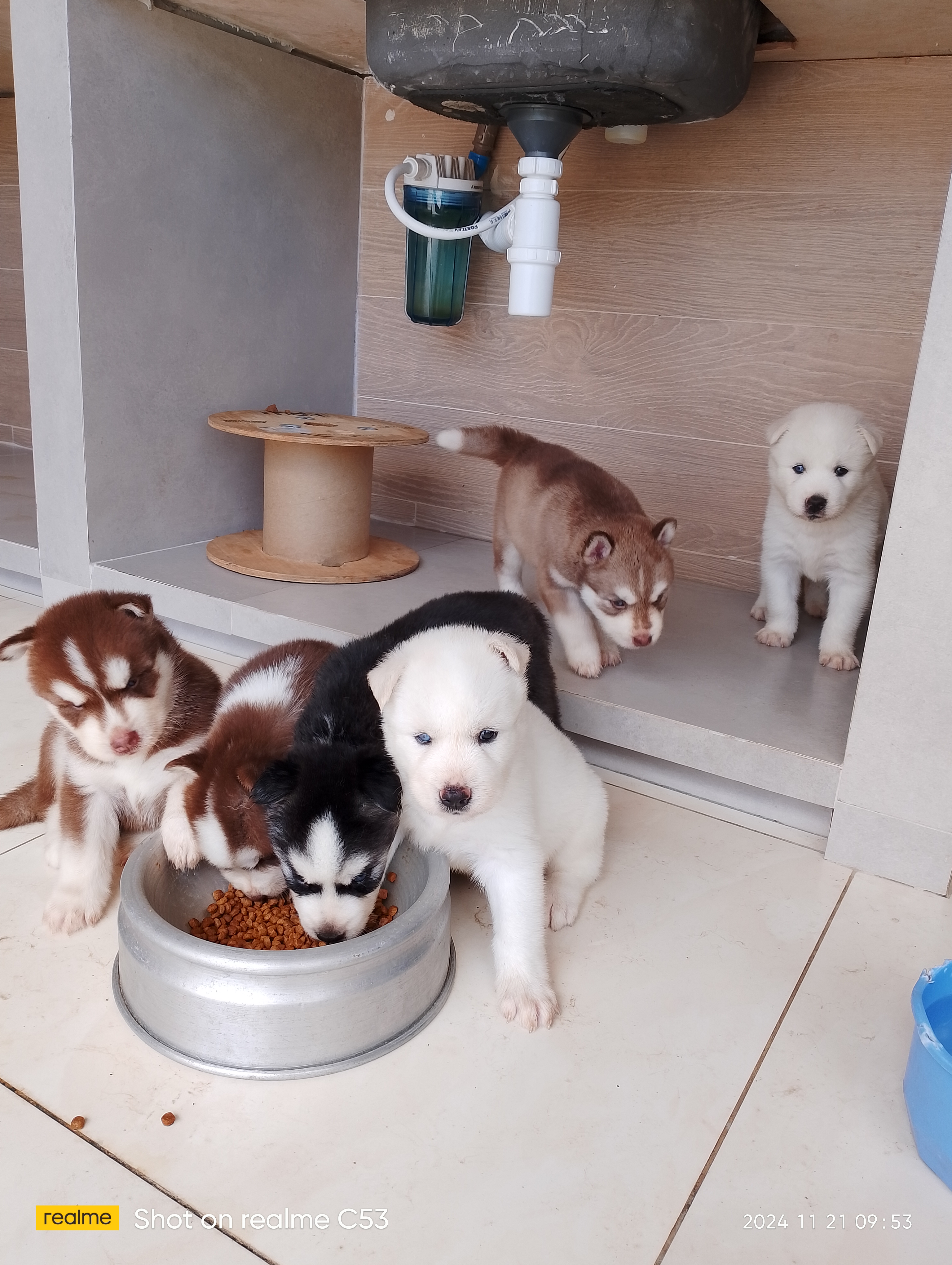 Portal Vendocão Lindos husky siberiano  Recife