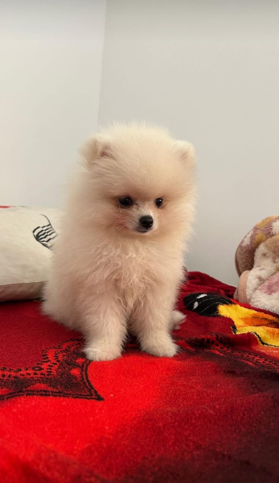 Filhote Lulu da Pomerânia (Spitz Alemão) - Foto 3