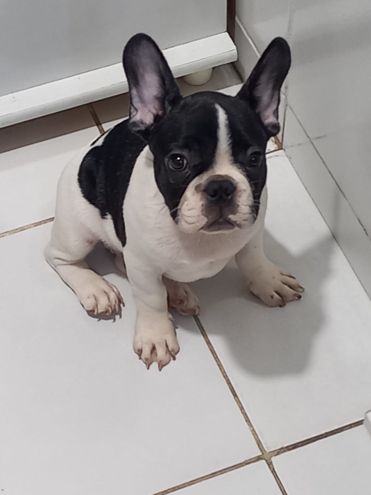 Portal Vendocão Buldog Frances com Pedigree João Pessoa