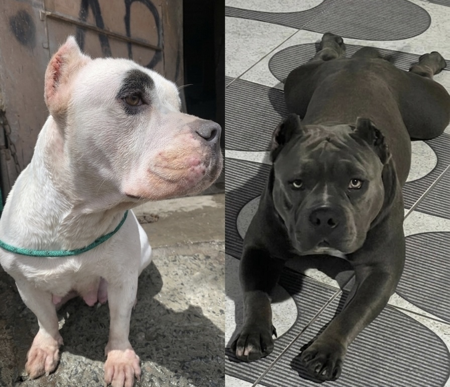 Filhotes de American Bully - Foto 3