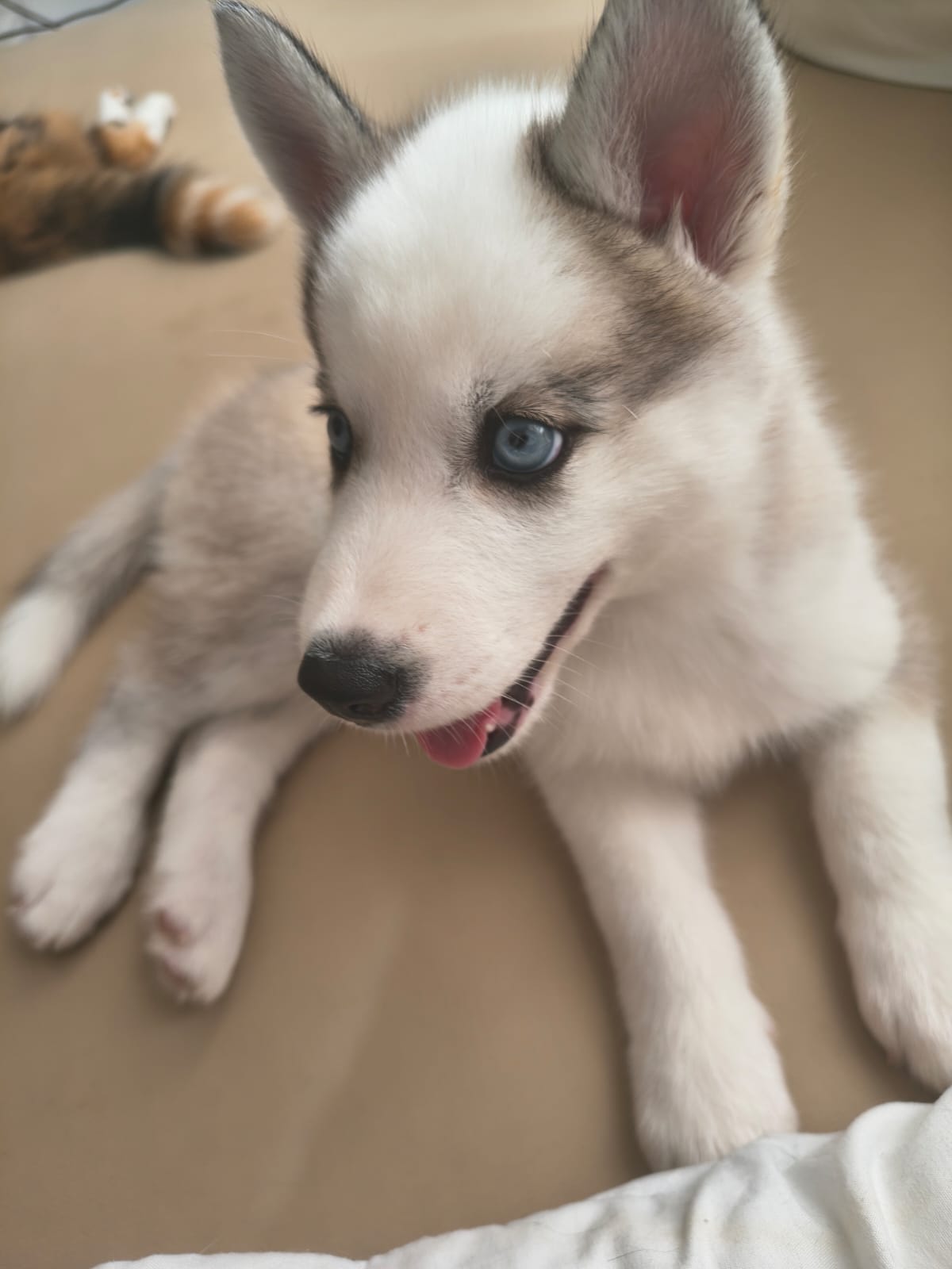 Filhote de Husky Siberiano pelagem Agouti - Foto 1