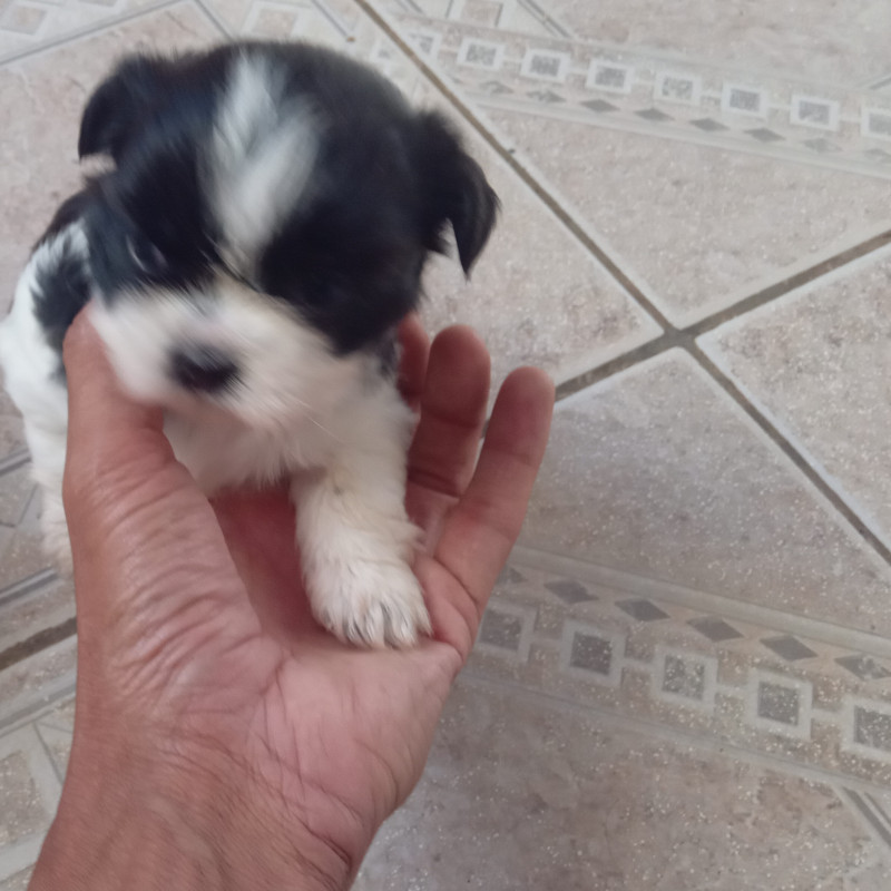 2 lindos filhotes raça Shih Tzu (urgente) - Foto 5