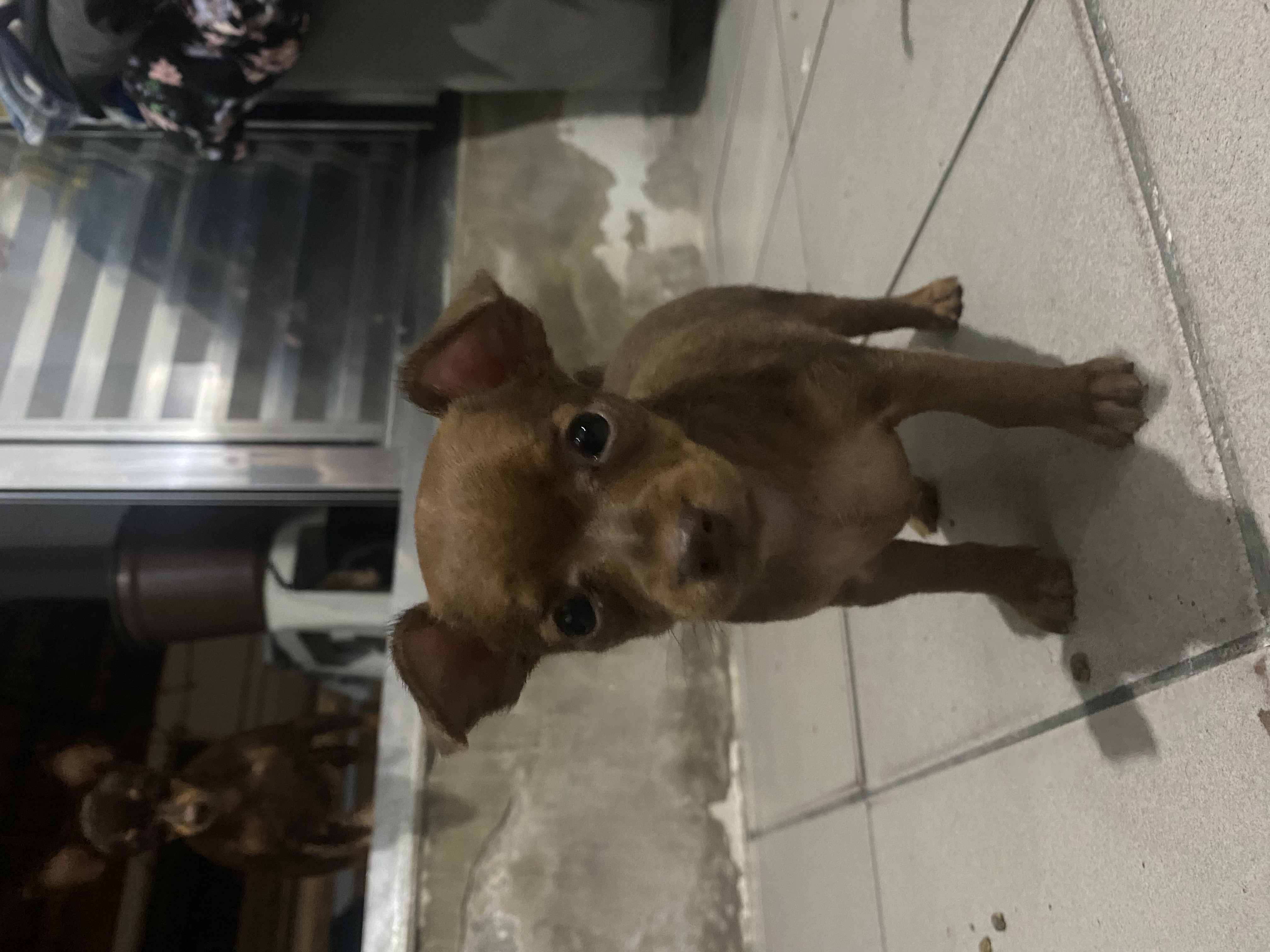 Portal Vendocão Filhote de Pinscher 0 São Paulo 