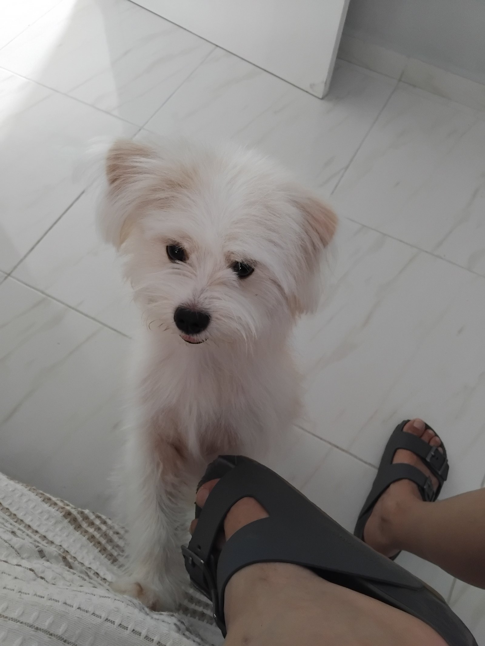 Shitzu com lulu - Foto 1