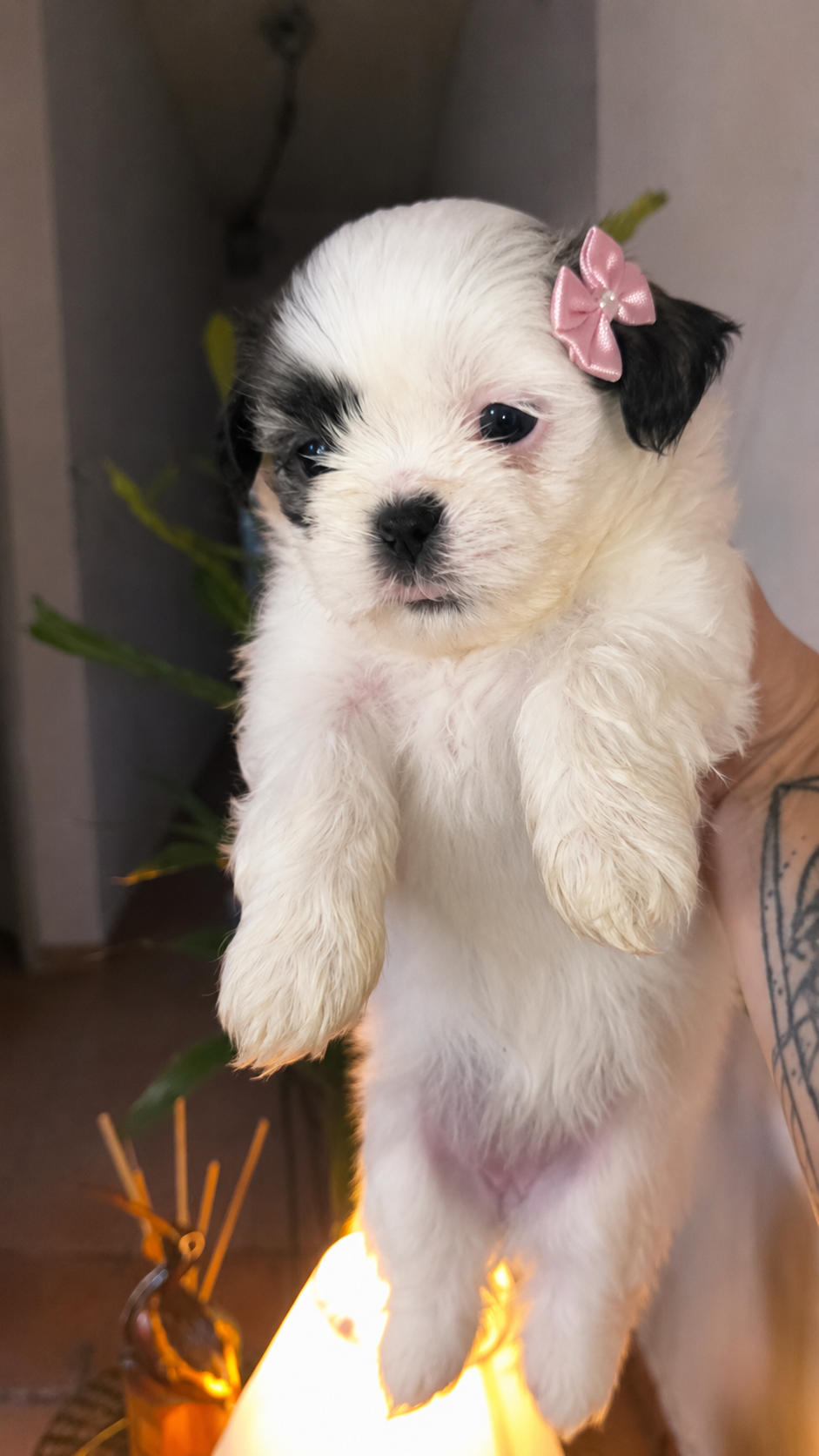 Filhotes de Shih Tzu lindos e carinhosos - Foto 3