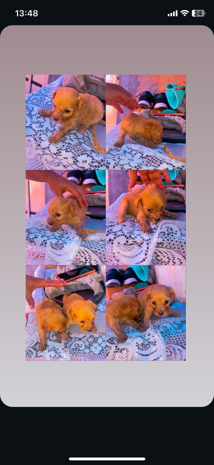 filhote de poodle  - Foto 1