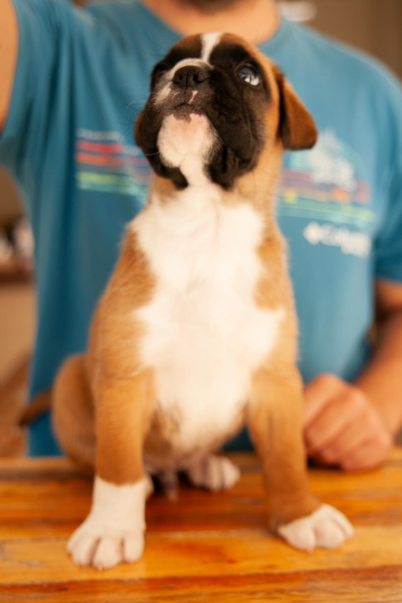 Filhote de Boxer Macho - Thor, criado em família - Foto 5