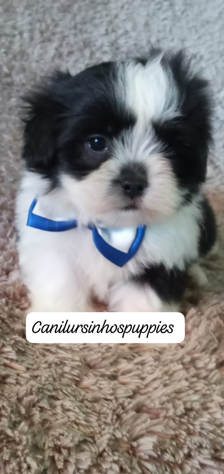 lhasa apso perfeitos filhotes #canilursinhospuppies - Foto 4