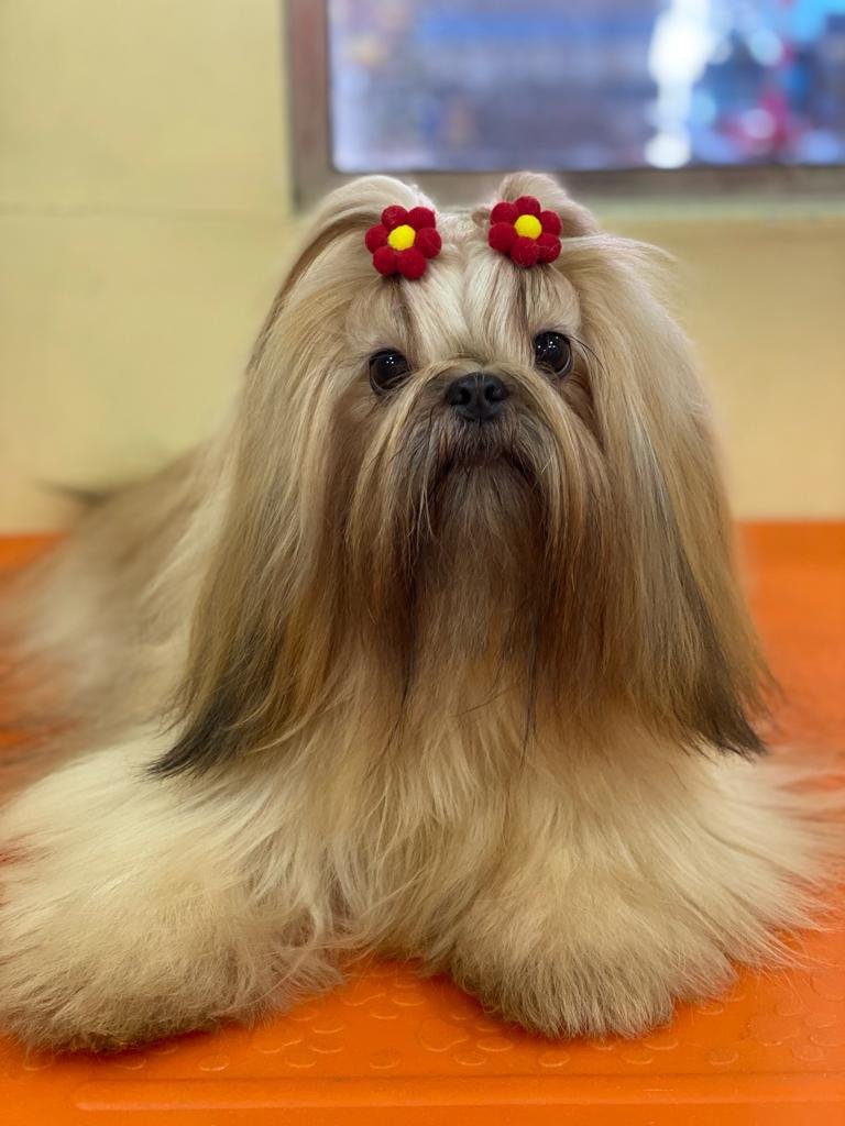 Shih Tzu Filhote  - Foto 4