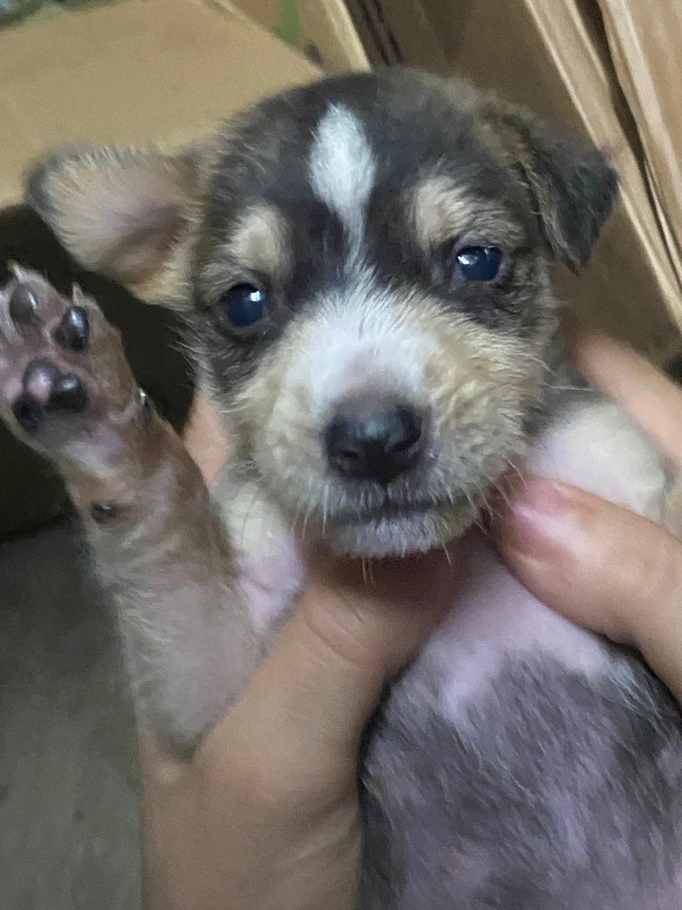 Doação de filhotes de cachorro - Foto 2