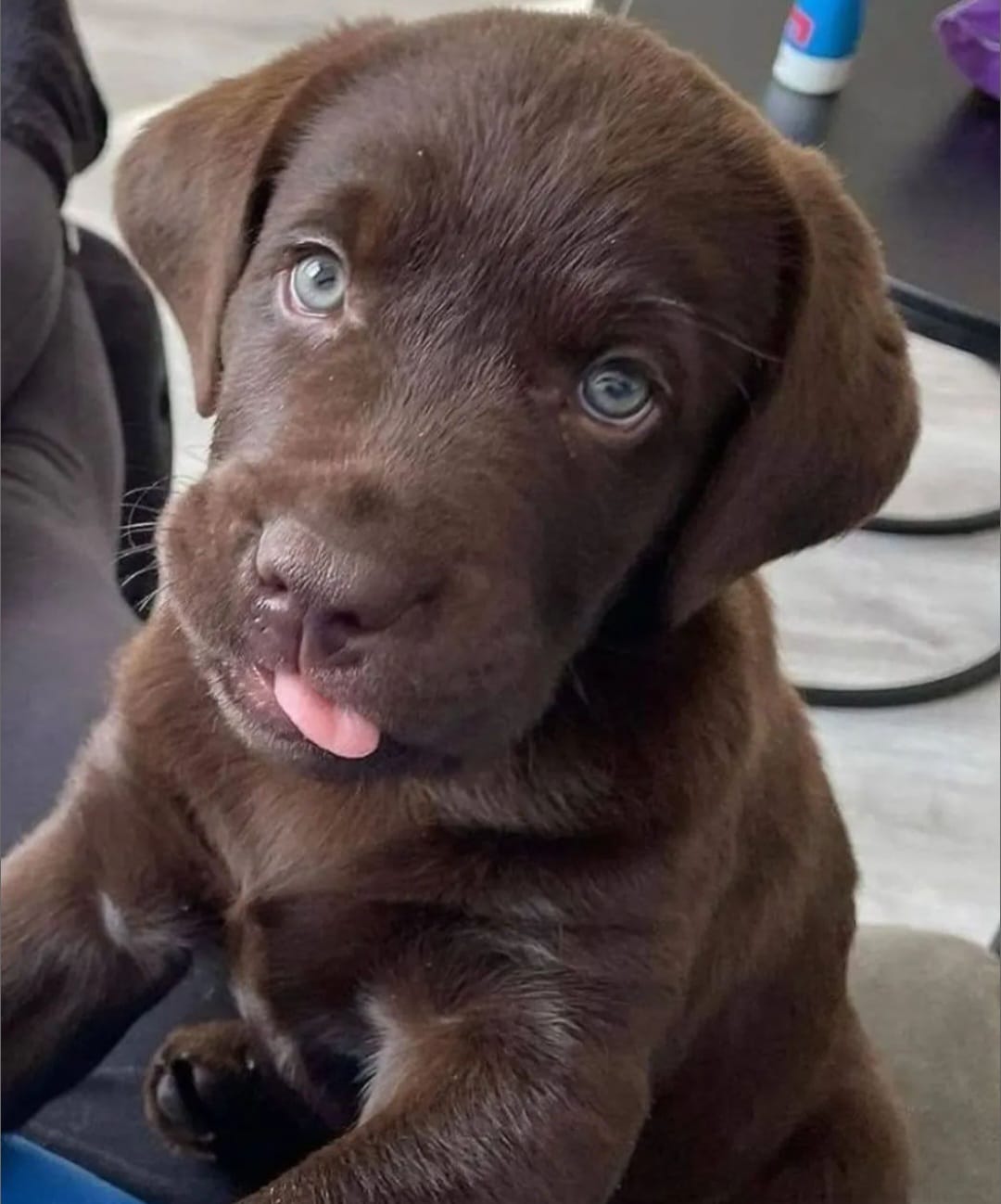 Portal Vendocão Filhotes de labrador marrom  Méier 