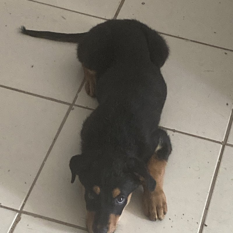 Pastor alemão com rottweiler - Foto 3
