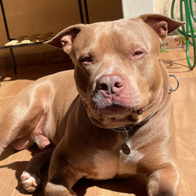 Filhotes de American Staffordshire (amstaff) - Foto 4