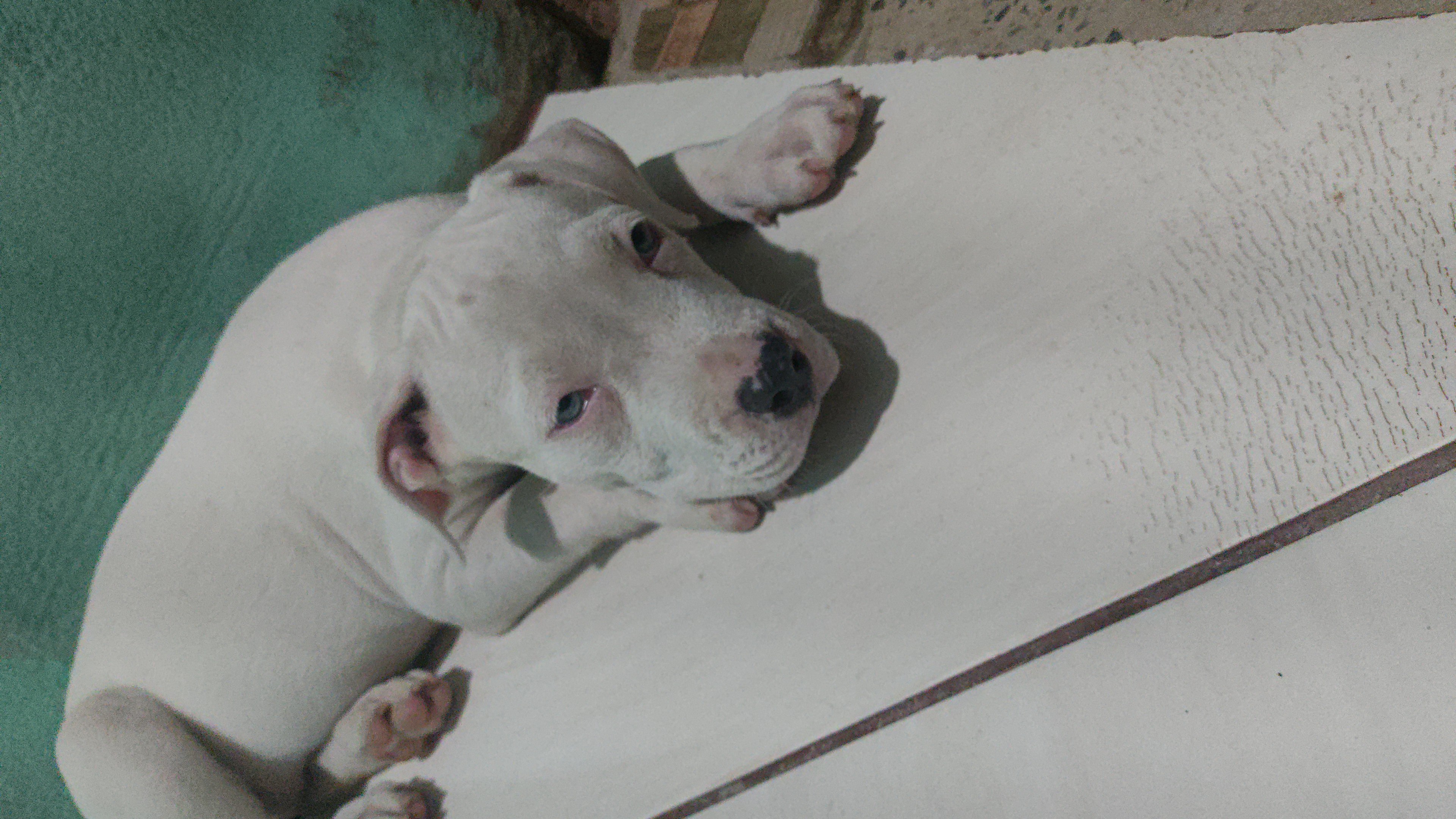 Vendo filhote de Pitbull puro, só tenho fêmea  - Foto 1