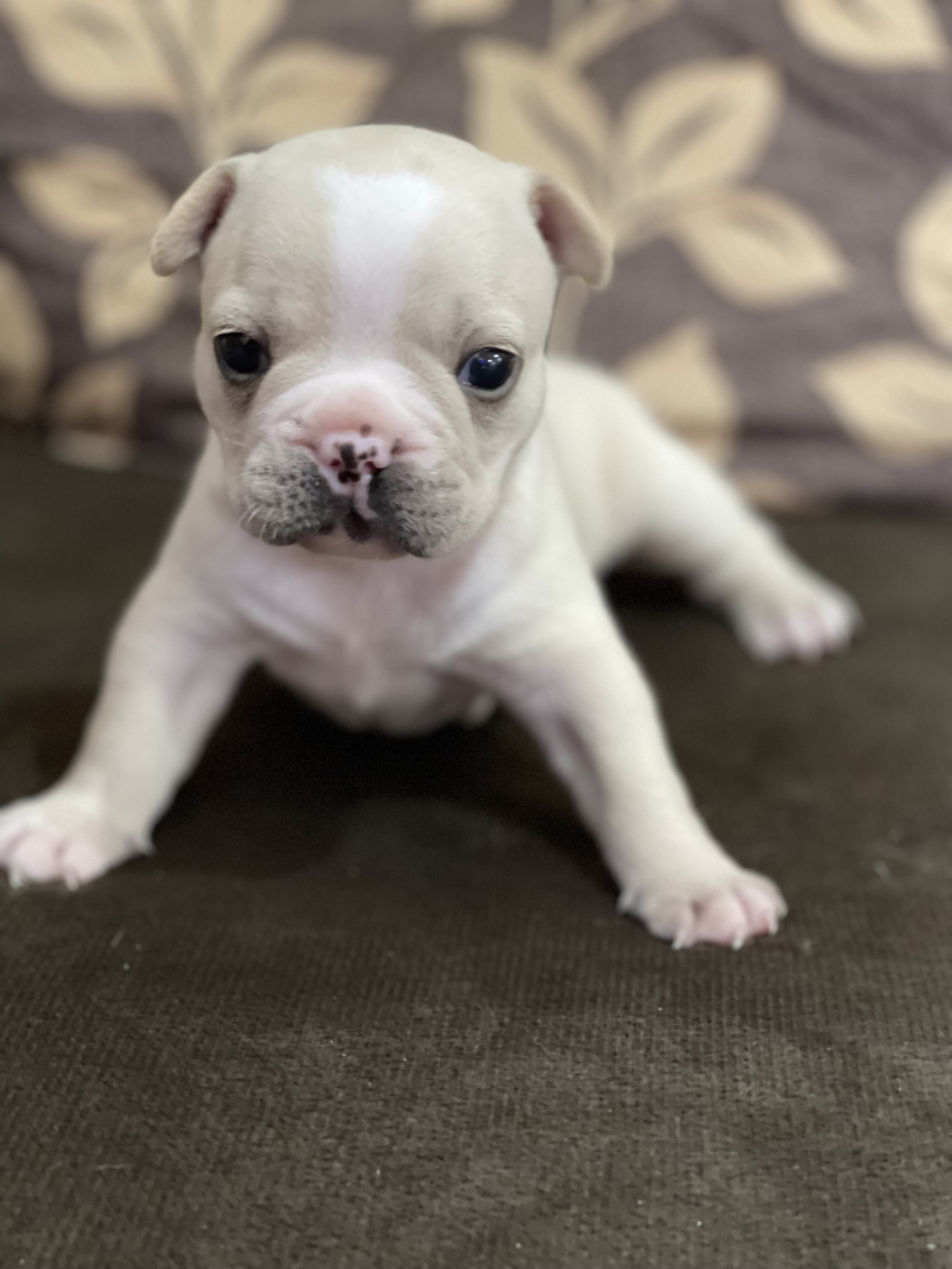 Portal Vendocão Filhote de Bulldog Francês Palmeira dos Índios 