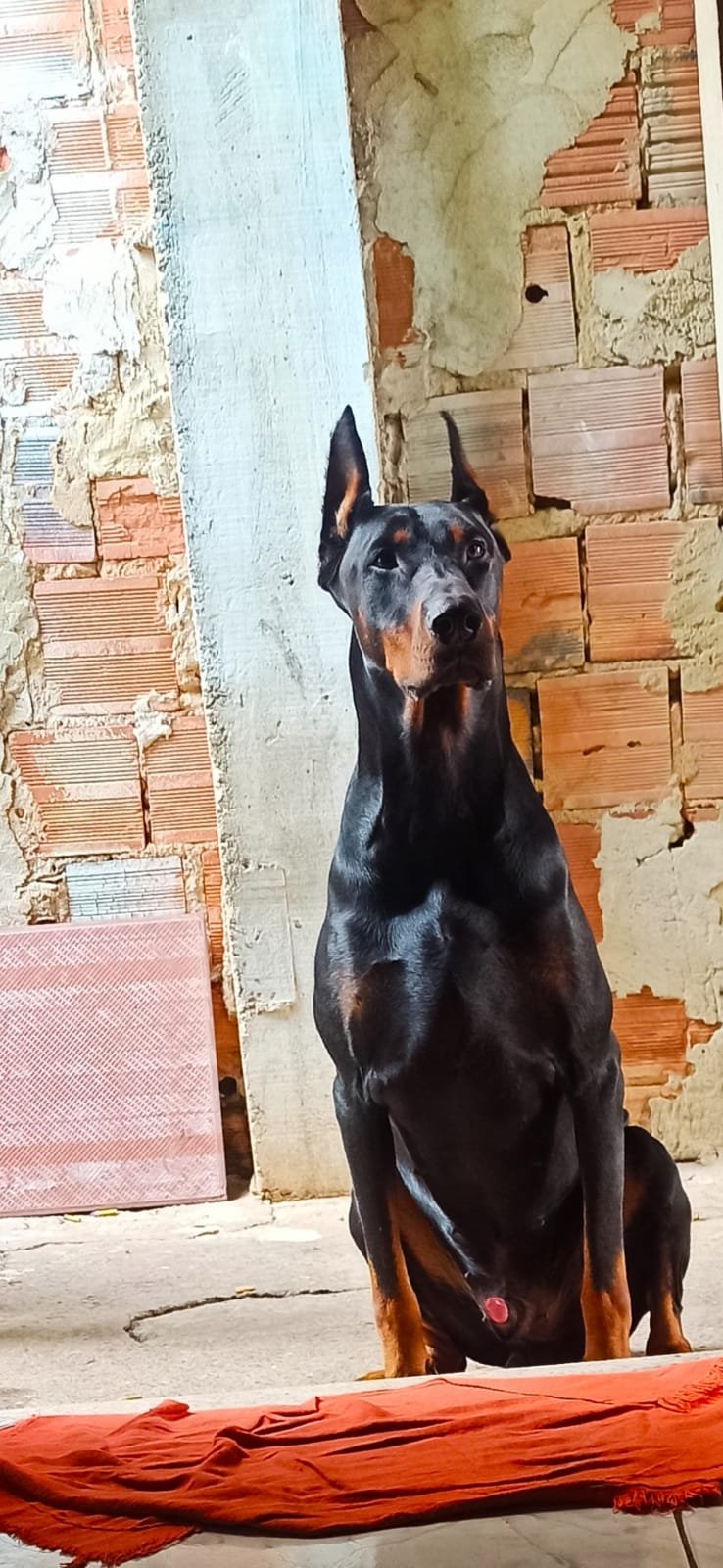 Filhotes de doberman 35 dias com pedigree