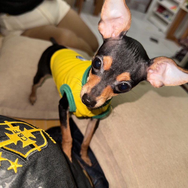 Pinscher fêmea 0 - Foto 3