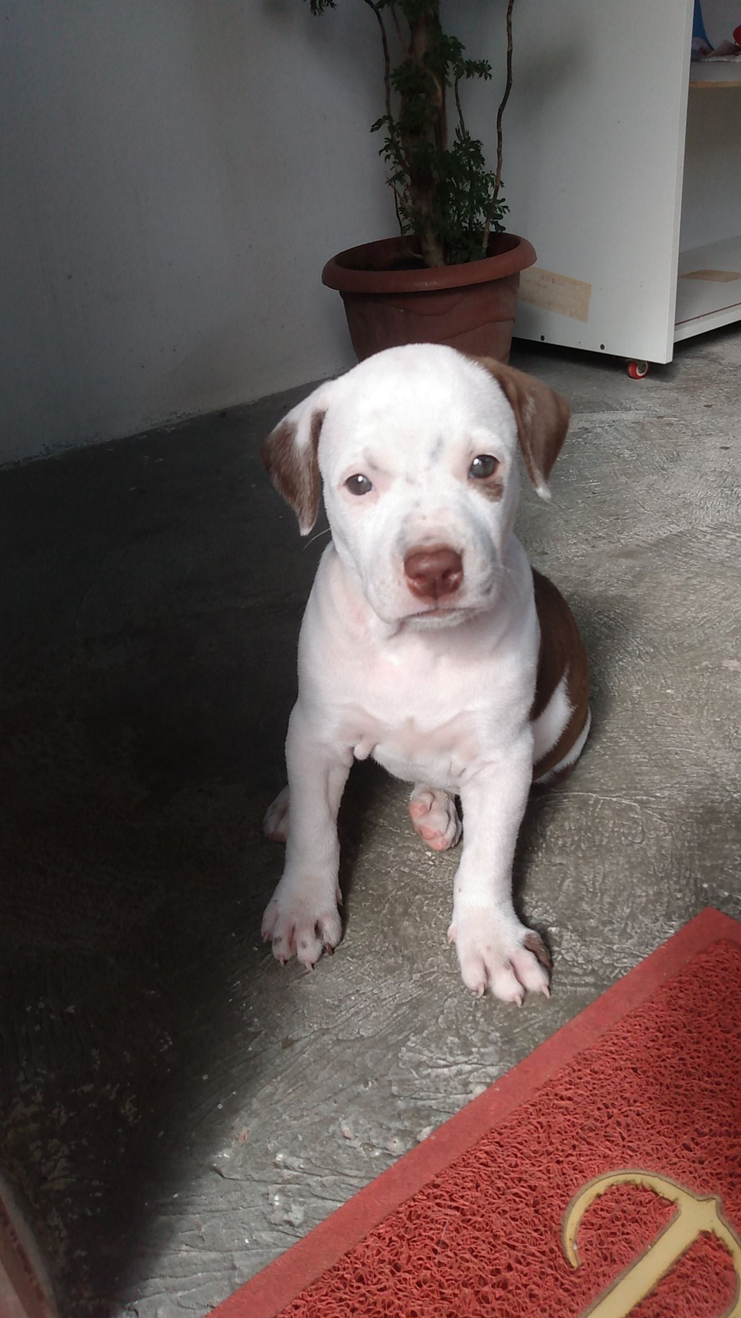 Portal Vendocão Cachorro fêmea Pitbull  Olinda 