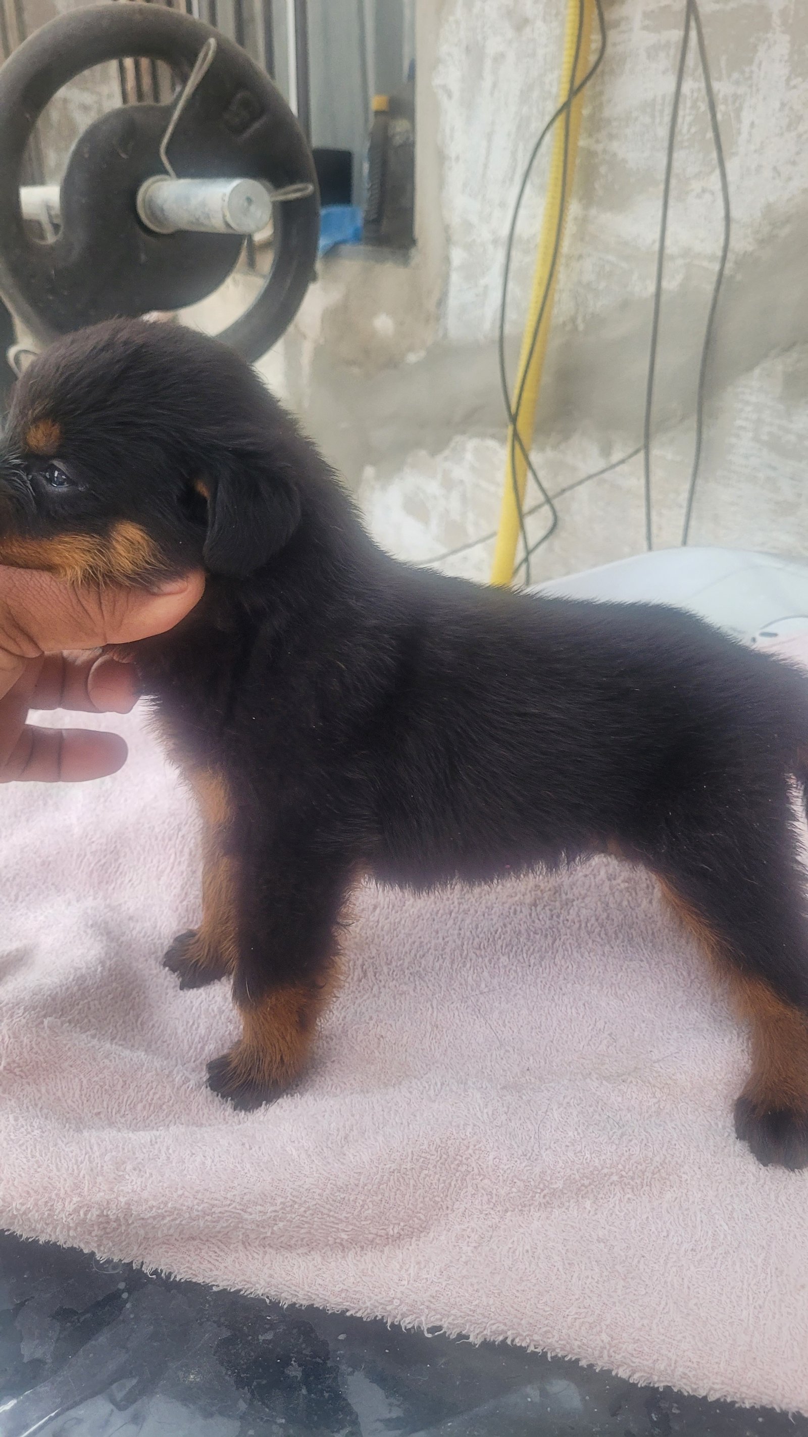 Vendo filhotes de Rottwailer  - Foto 2