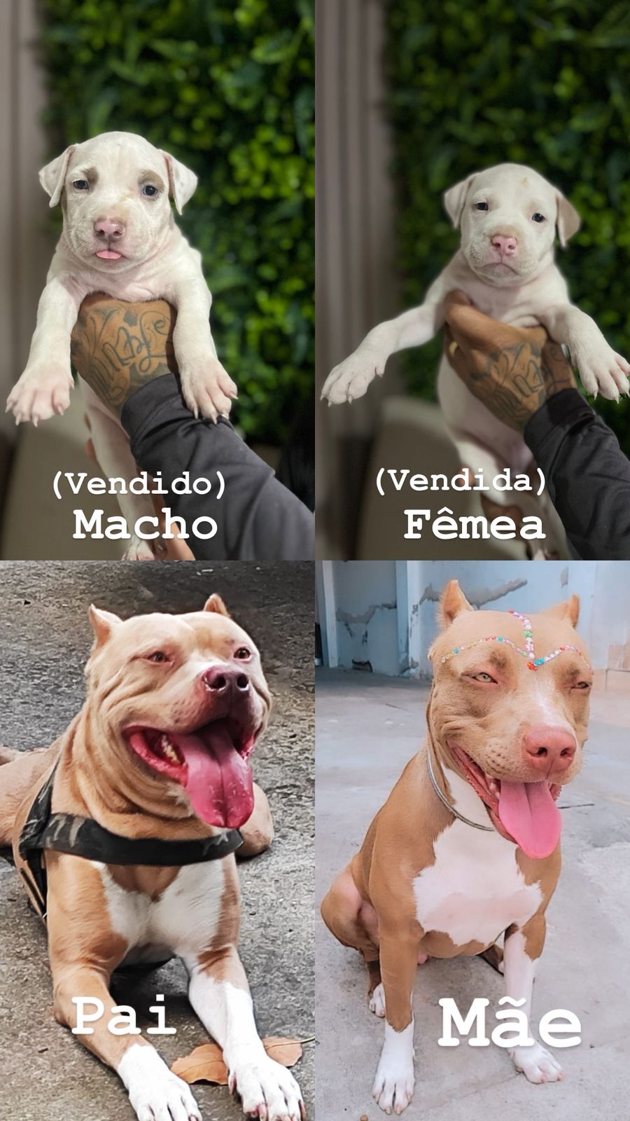 Fêmeas disponíveis 