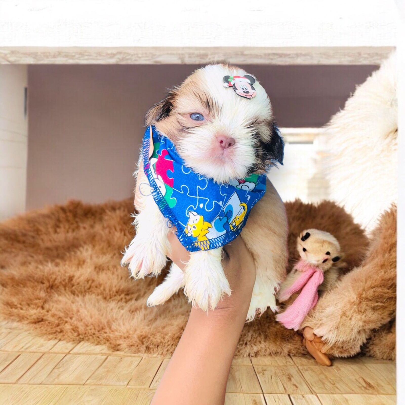 Portal Vendocão Shih Tzu raro macho com pedigree São Gonçalo 