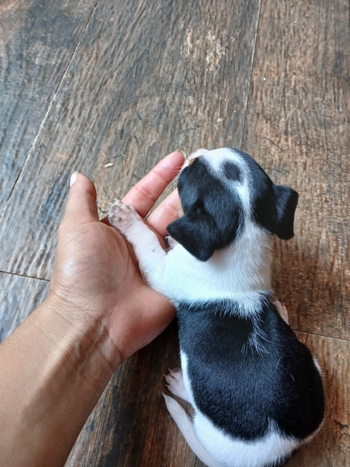Pinscher 01 - Foto 1