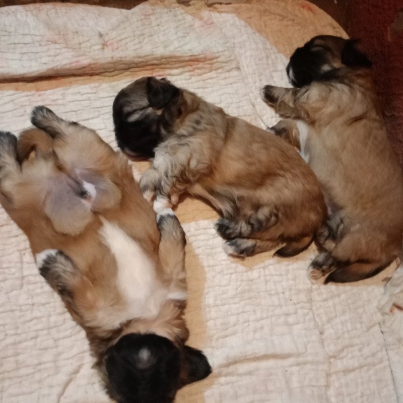 São 4 filhotes machos, lindos - Foto 3
