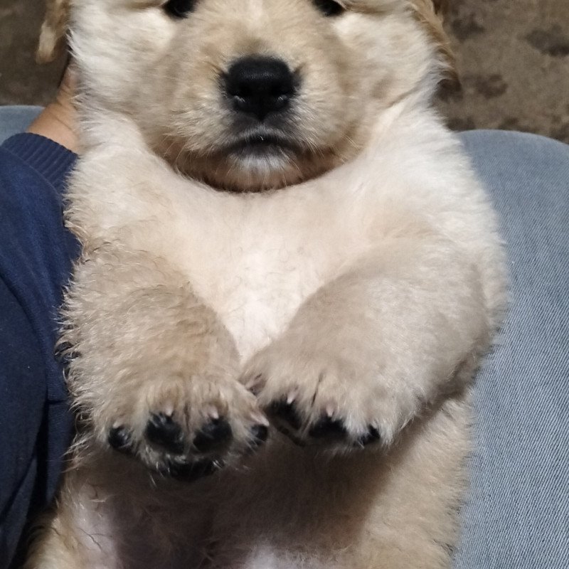 Vendo 35 dias