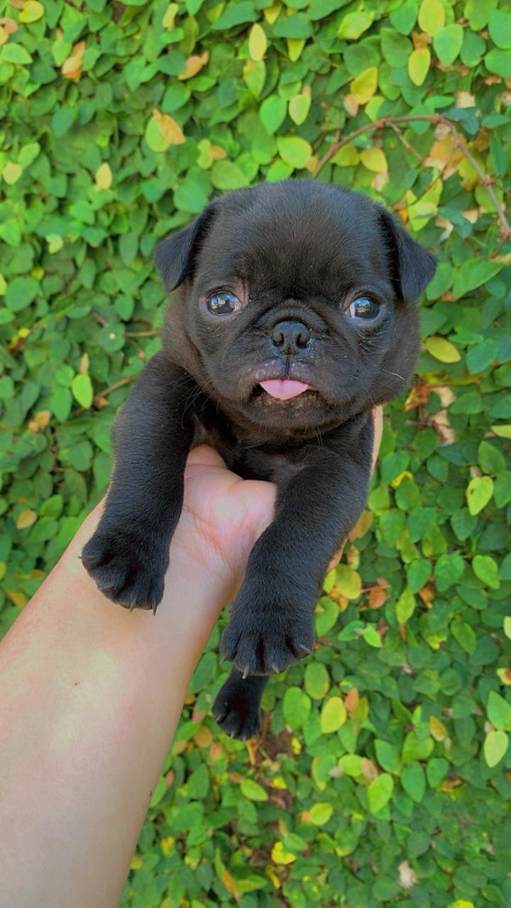 PUG fêmea preta