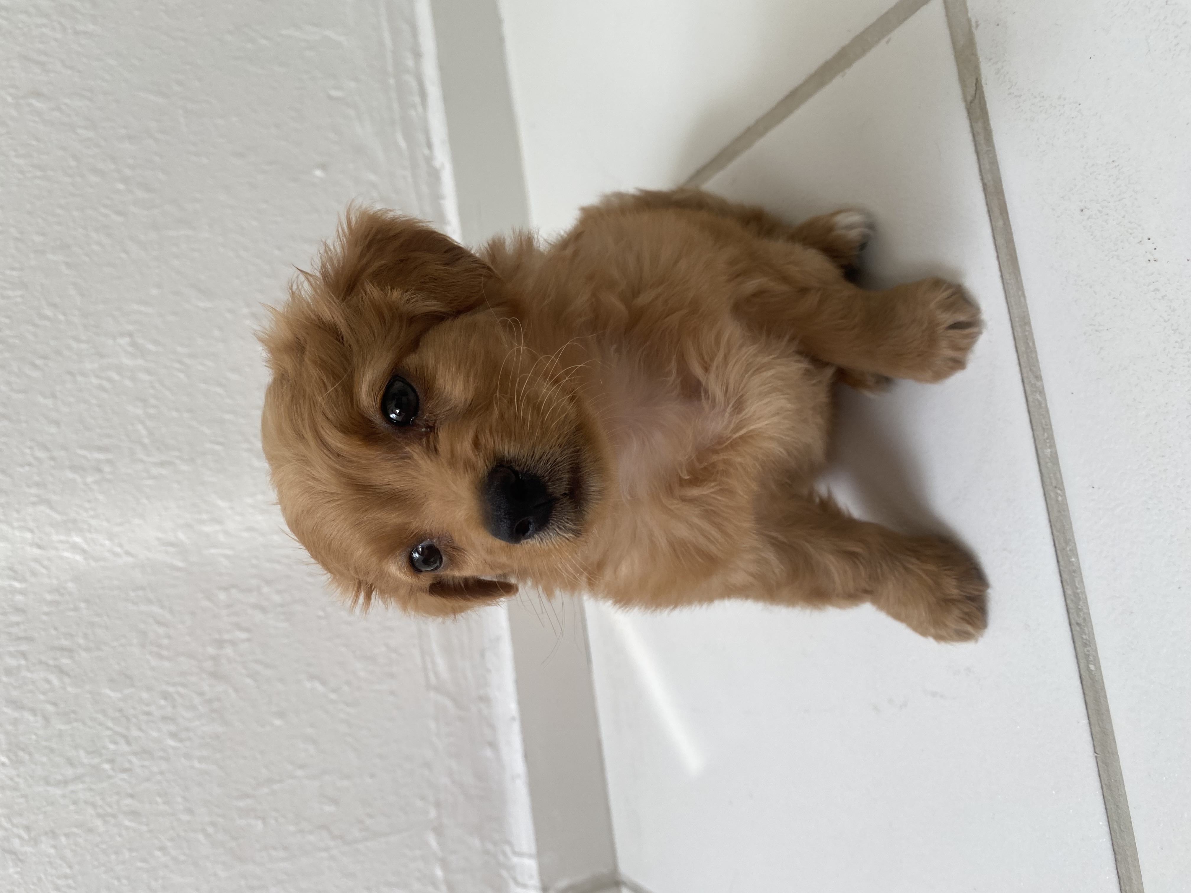 Portal Vendocão VENDO FILHOTE DE POODLE MACHO Salvador
