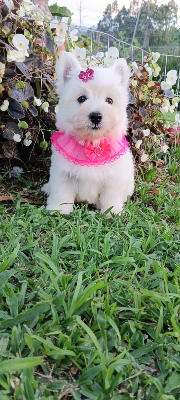 Portal Vendocão West Highland White Terrier  Mandirituba