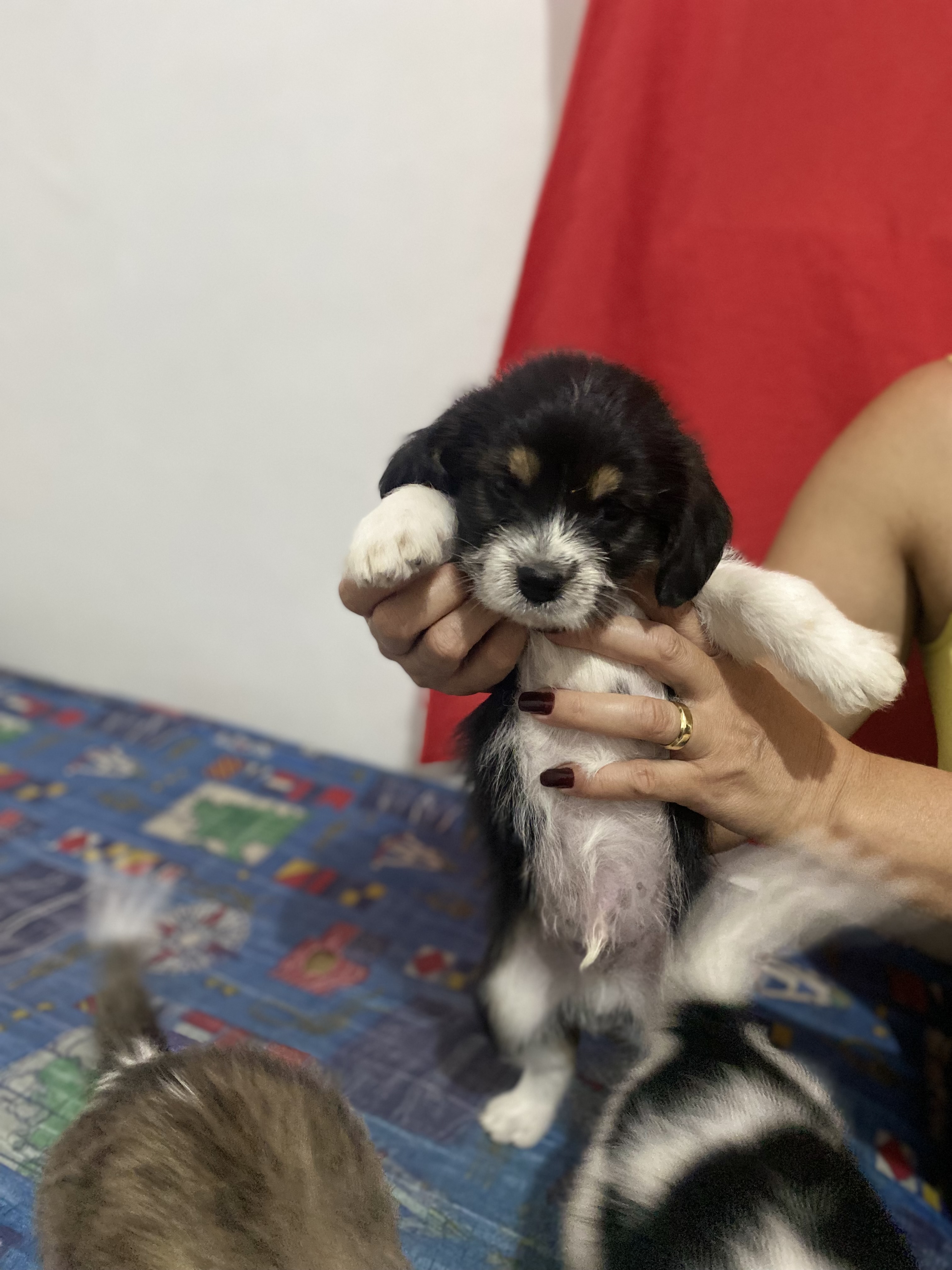 Portal Vendocão Filhotes de Beagle Ibirite
