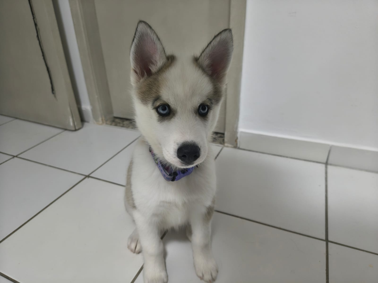 Filhote de Husky Siberiano pelagem Agouti - Foto 3