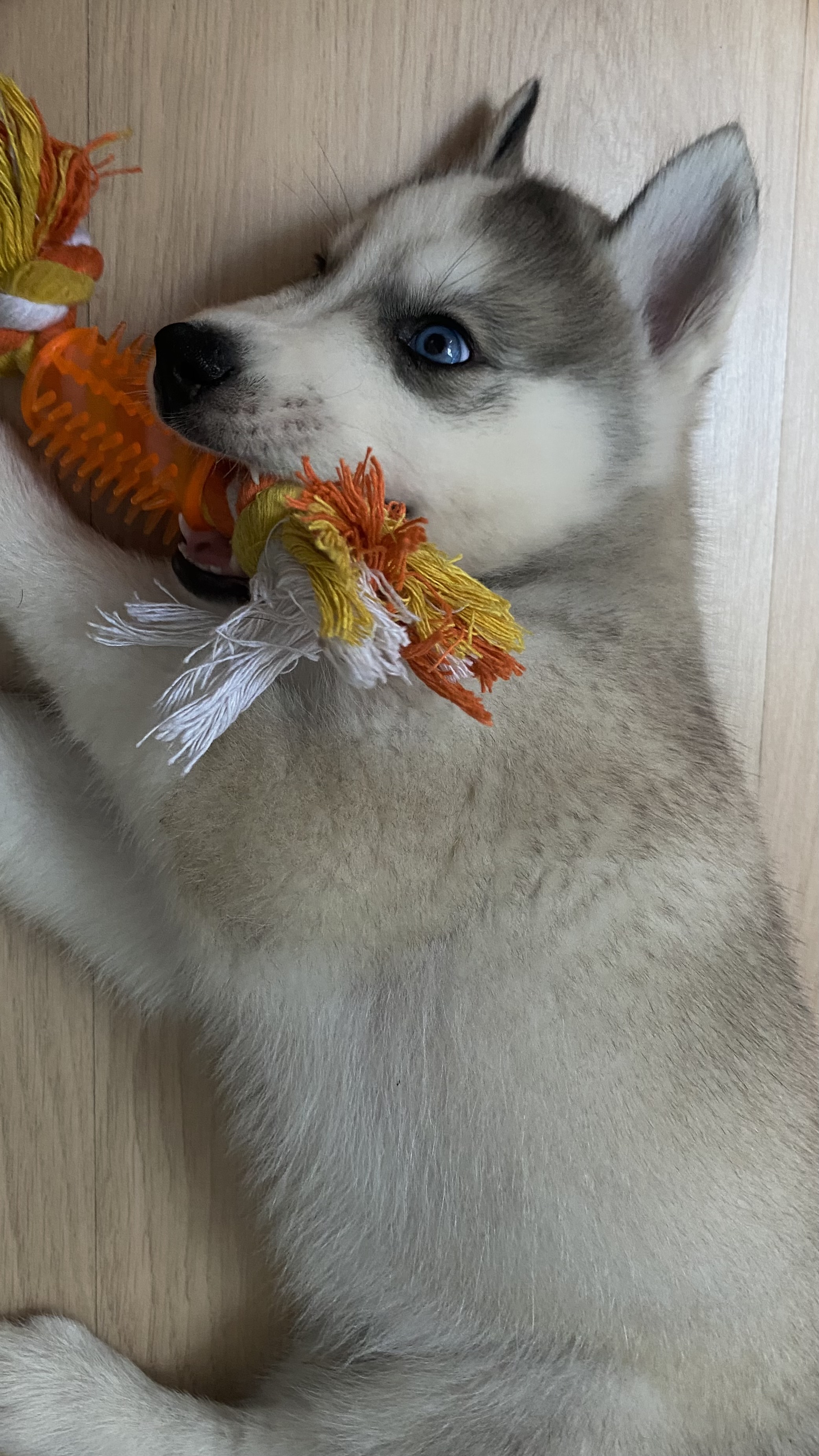 Filhote Husky Siberiano  - Foto 2