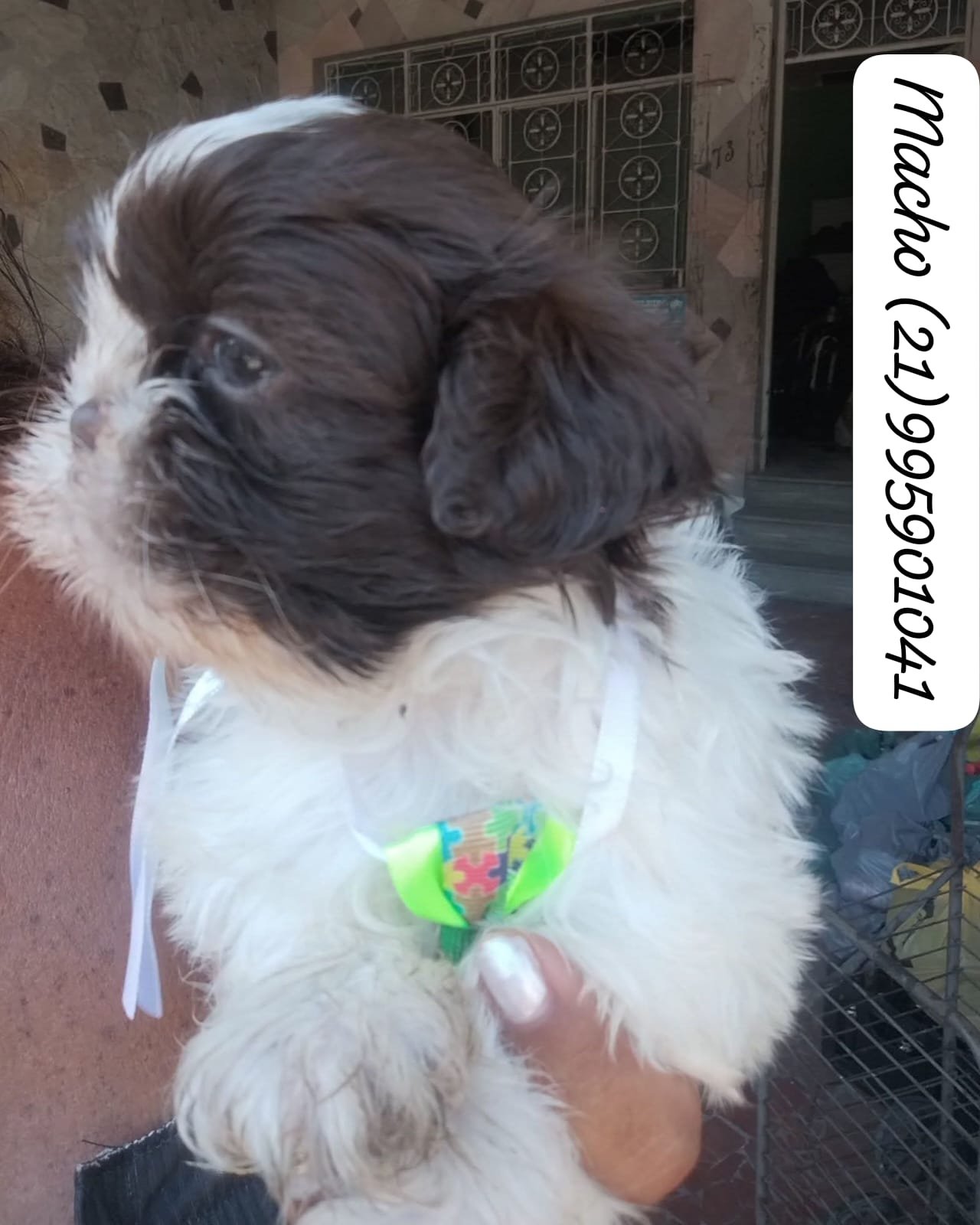 Shih Tzu machos  - Foto 4